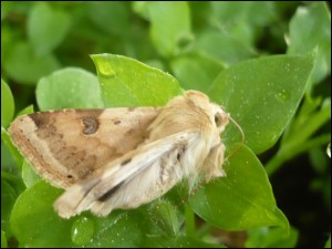 Noc - Heliothis peltigera 01.jpg