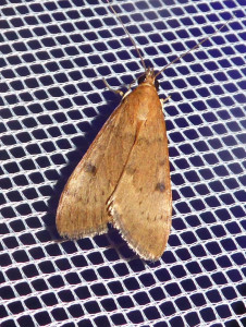 L 3116 Uresiphita gilvata 02 05 2018 Mont Cindré JESC 063.JPG