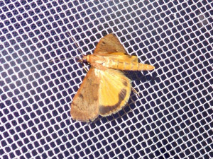 L 3116 Uresiphita gilvata 02 05 2018 Mont Cindré JESC 067.JPG