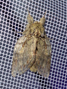 0738 Peridea anceps 02 05 2018 Mont Cindré JESC 145.JPG