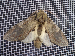 0745 Notodonta dromedarius  02 05 2018 Mont Cindré JESC 176.JPG