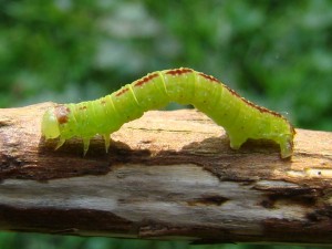 Pasiphila rectangulata.JPG