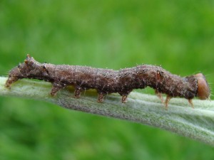 Allophyes oxyacanthae.JPG
