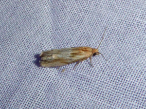 L 2183 Ancylis mitterbacheriana  20 05 2018 Poleymieux JESC 082.JPG
