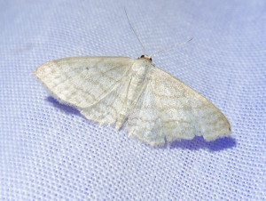 0179 Idaea subsericeata  24 05 2018 Belmont 327.JPG