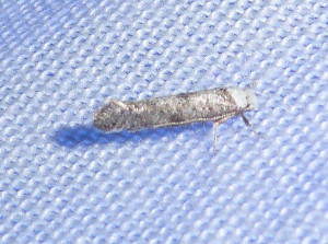 L 0721 Swammerdamia albicapitella ou compunctella 24 05 2018 Belmont 030.JPG