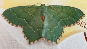 Thalera fimbrialis a.jpg