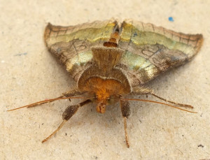 Diachrysia chrysitis a.jpg