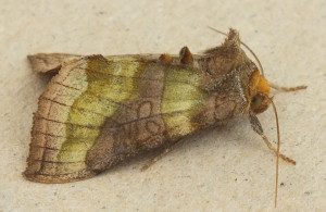 Diachrysia chrysitis d.jpg