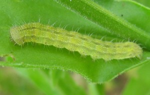 Heliothis 21062009.jpg