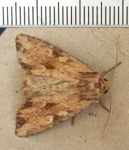 Apamea sublustris a.jpg