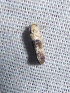 L 2129 Cochylis hybridella 09 06 2018 St Germain JESC 168.JPG