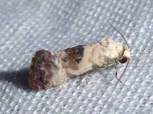 L 2129 Cochylis hybridella 09 06 2018 St Germain JESC 167.JPG