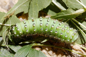 Saturnia pavionia ou pavoniella r-8556.jpg