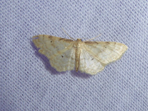 0169 Idaea humiliata 03 07 2018 Gacopin JESC 087.JPG