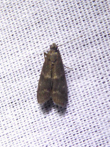 2859 Apomyelois bistriatella ou 2773 Salebriopsis albicilla 06 07 2018 St Georges de R JESC 342.JPG