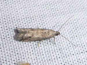micro1 06 07 2018 St Georges de R JESC 408.JPG