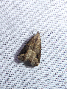 L 2754 Aphomia sociella 06 07 2018 St Georges de R JESC 400.JPG