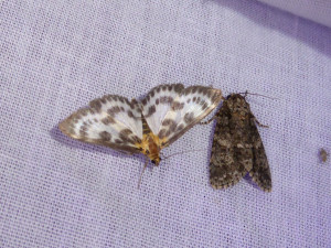 1013 Acronicta rumicis 06 07 2018 St Georges de R JESC 244.JPG