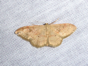 0199 Idaea rubraria 10 07 2018 RillieuxBussy JESC 364.JPG