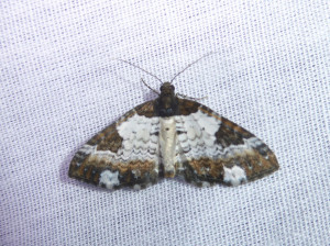0542 Melanthia procellata 10 07 2018 RillieuxBussy JESC 478.JPG