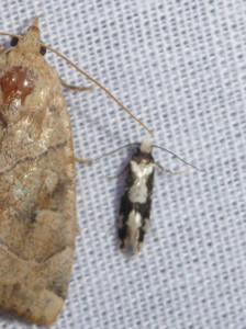 L 0381 Neurothaumasia ankerella 10 07 2018 RillieuxBussy JESC 461.JPG