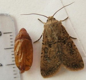4977 Noctuidae, Agrotis segetum Noctuelle des Moissons naissance 1 2009.07.25 (9p%).JPG