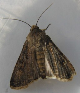 4977 Noctuidae, Agrotis segetum Noctuelle des Moissons naissance 2 2009.07.26 (27p).JPG