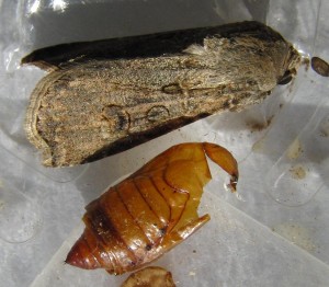 4977 Noctuidae, Agrotis segetum Noctuelle des Moissons naissance 2 2009.07.26 (6p%).JPG