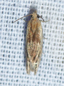 L 2287 Eucosma cana 22 07 2018 NeuvilleFontaineCamille JESC 323.JPG