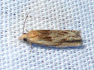 L 2287 Eucosma cana 22 07 2018 NeuvilleFontaineCamille JESC 326.JPG