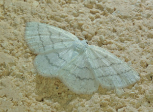 v6 Scopula floslactata_redimensionner.jpg