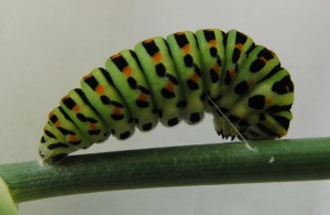 Machaon chrysalide n°2 2009.07.25 (2%).JPG