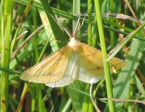 aspilate ochracée 2b Belle Ile Kerzo 2018 06 08.jpg