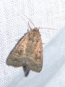 1469 Diarsia brunnea 10 08 2018 Varennes JESC 193.JPG