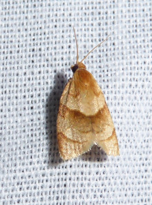 L 1965 Clepsis rurinana 10 08 2018 Varennes JESC 316.JPG