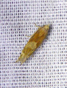 L 2212 Epinotia tenerana 10 08 2018 Varennes JESC 444.JPG