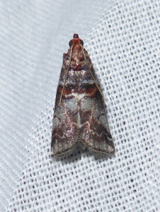 L 2844 Trachycera (Acrobasis) advenella 10 08 2018 Varennes JESC 381.JPG
