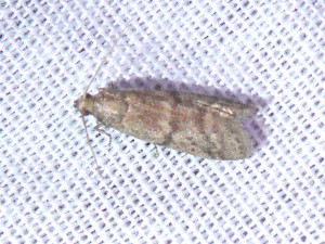 L 2919 Ephestia parasitella 10 08 2018 Varennes JESC 161.JPG
