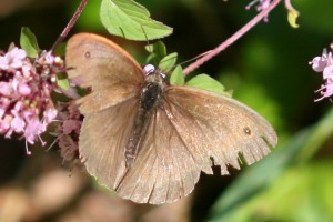 IMG_7438.jpg