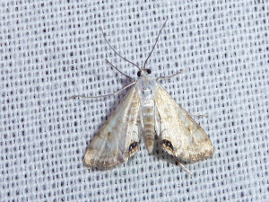 L 3060 Cataclysta lemnata m 16 08 2018 Champagne JESC 139.JPG