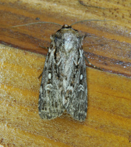 Lycophotia porphyrea_redimensionner.jpg