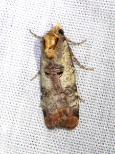 1478 Noctua interposita 19 08 2018 Blacé JESC 123.JPG