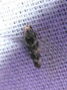 L 1287 Oegoconia sp. cf. caradjai19 08 2018 Blacé JESC 179.JPG