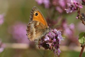 Copie de IMG_7486.jpg