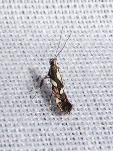 L 0464 Calybites phasianipennella 25 08 2018 StJeandArdières 001 (40).JPG