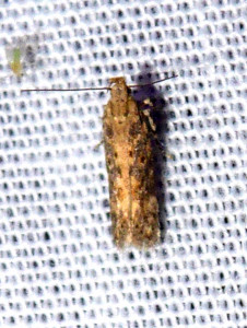 L 1671 Scrobipalpa ocellatella 25 08 2018 StJeandArdières 001 (101).JPG