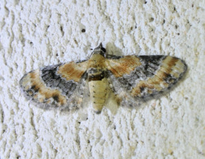 Eupithecia pulchellata -L'Eupithécie de la digitale pourpre_redimensionner.jpg