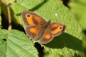 Copie de IMG_7415.jpg