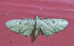 a pttre Eupithecia - virgaureata_redimensionner.jpg